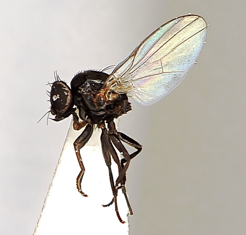 Obrázek 3. Moucha vrtalka Ophiomyia disordens (foto Dušan Trávníček).