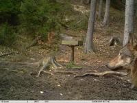 Fotopasti potvrdily přítomnost vlků v Lužických horách
